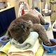 Illustration for article titled A Koala Soaks His Paws After Being Rescued From A Bush Fire